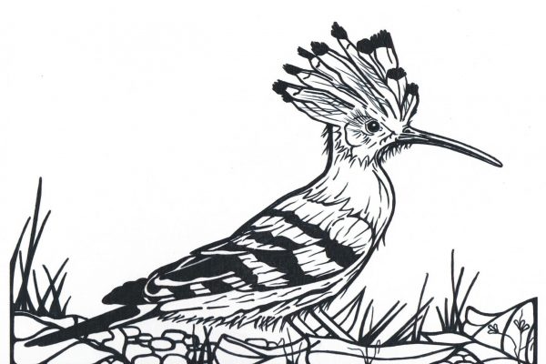 Abubilla sin línea negra de fondo