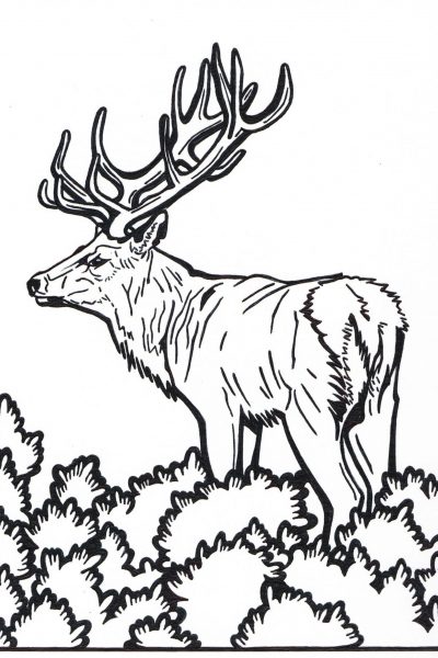Ciervo sin líneas de fondo