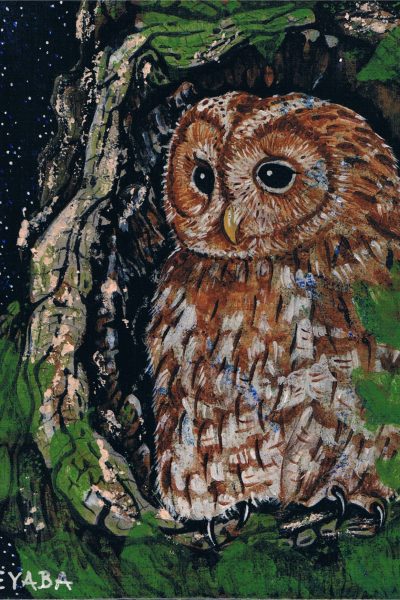 Ilustración Cárabo común