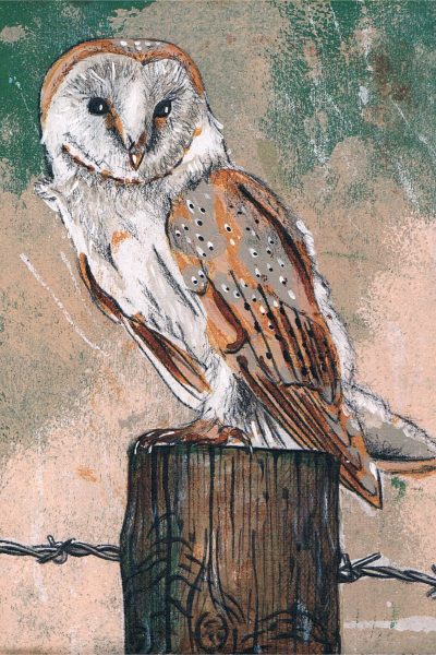 Ilustración Lechuza común