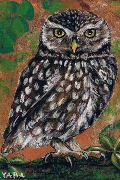 Ilustración mochuelo europeo