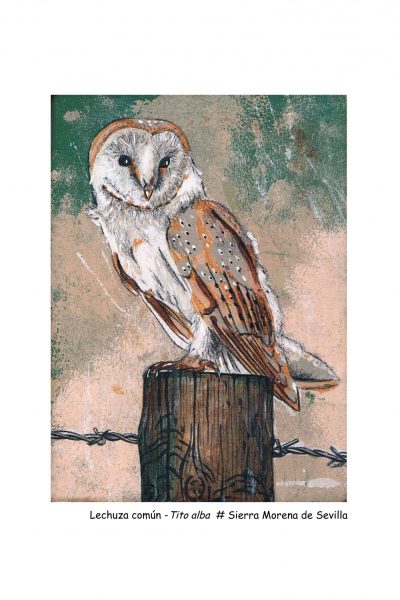 Lechuza JPG lamina A4 texto con #