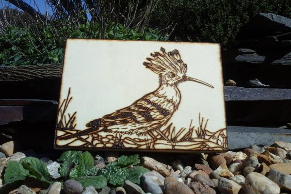 Pirograbado Abubilla